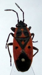 Melanocoryphus tristrami