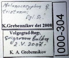 Melanocoryphus tristrami