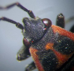 Melanocoryphus tristrami