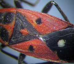 Melanocoryphus tristrami