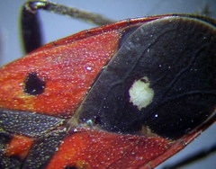 Melanocoryphus tristrami