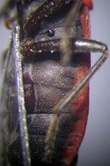 Melanocoryphus tristrami