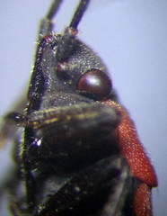 Melanocoryphus tristrami