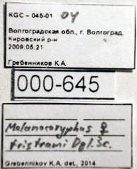 Melanocoryphus tristrami