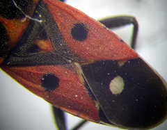 Melanocoryphus tristrami