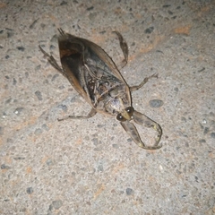 Lethocerus indicus