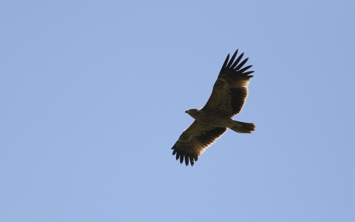 orol kráľovský (Aquila heliaca)