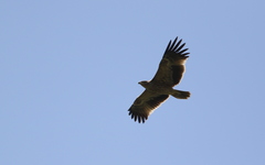 Aquila heliaca