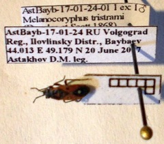 Melanocoryphus tristrami