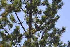 Loxia pytyopsittacus