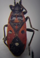 Melanocoryphus tristrami