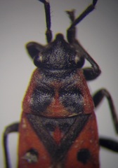 Melanocoryphus tristrami