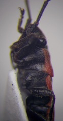 Melanocoryphus tristrami