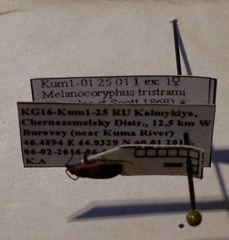 Melanocoryphus tristrami