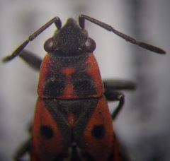 Melanocoryphus tristrami