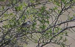 Curruca crassirostris