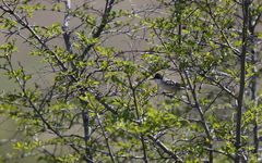 Curruca crassirostris