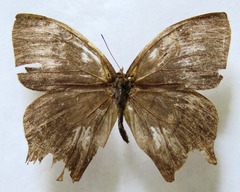 Taygetis rufomarginata
