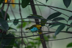 Tangara cyanoventris