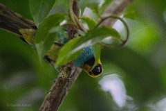 Tangara cyanoventris