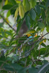 Tangara cyanoventris