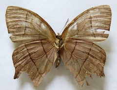 Taygetis rufomarginata