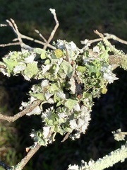 Parmotrema subrigidum