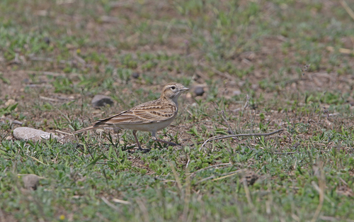 Škovránka krátkoprstá (Calandrella brachydactyla)