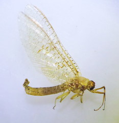 Ephemera glaucops