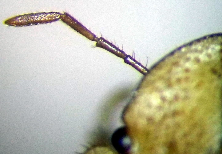Menaccarus arenicola