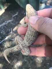 Tarentola americana