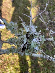 Parmotrema subrigidum