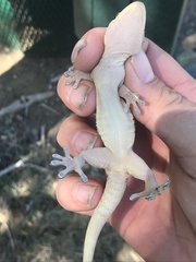 Tarentola americana