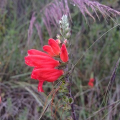 Lamourouxia multifida