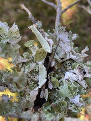 Parmotrema subrigidum