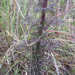 Lamourouxia multifida