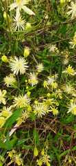 Clematis montevidensis