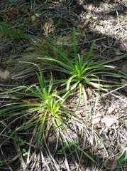 Eryngium paniculatum