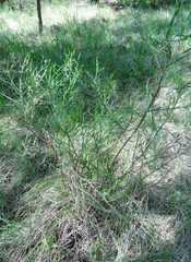 Baccharis trimera