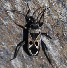 Lasiocoris anomalus