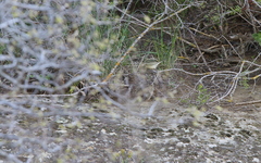 Phylloscopus nitidus