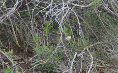 Phylloscopus nitidus
