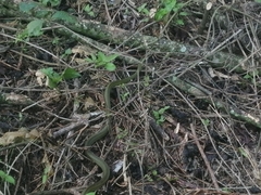 Mastigodryas dorsalis