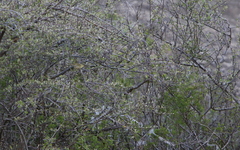 Phylloscopus nitidus