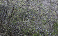 Phylloscopus nitidus