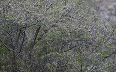 Phylloscopus nitidus