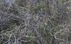 Phylloscopus nitidus