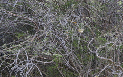 Phylloscopus nitidus