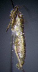 Mesovelia furcata