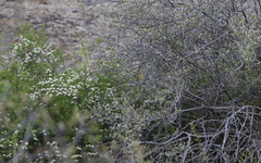 Phylloscopus nitidus